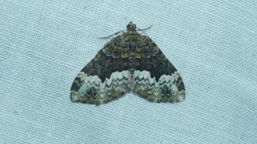 Euphyia biangulata